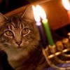 Hanukkah Oh Chanukah