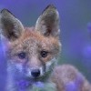 Animal Friends