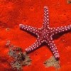 Sea Life