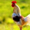 Roosters.Chickens & Coops