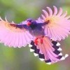 Birds of a Feather